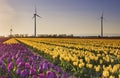 Purple and yellow tulips and wind turbines Royalty Free Stock Photo